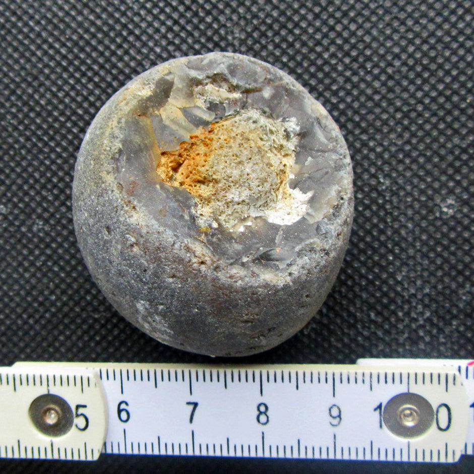 Halber Kugelschwamm Plinthosella squamosa, 4 cm Unikat