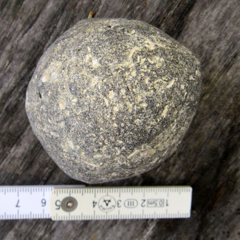 Klapperstein Plinthosella squamosa, 70 Mio. Jahre alt