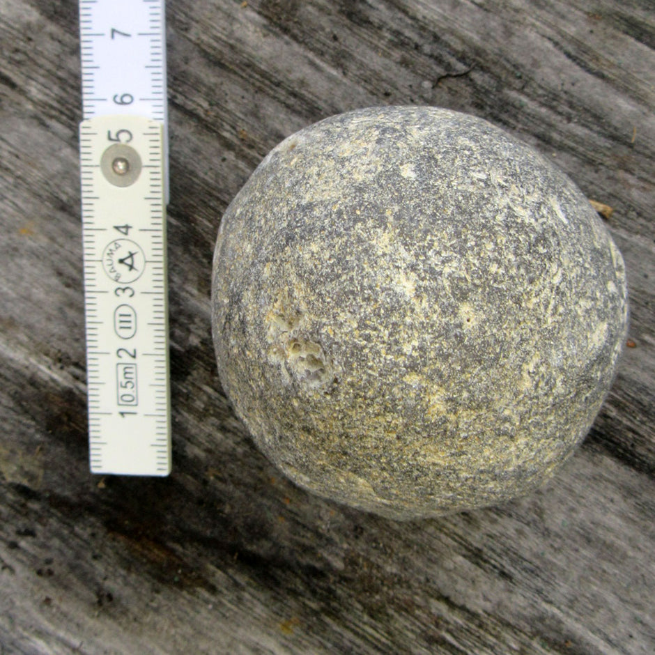 Klapperstein Plinthosella squamosa, 70 Mio. Jahre alt