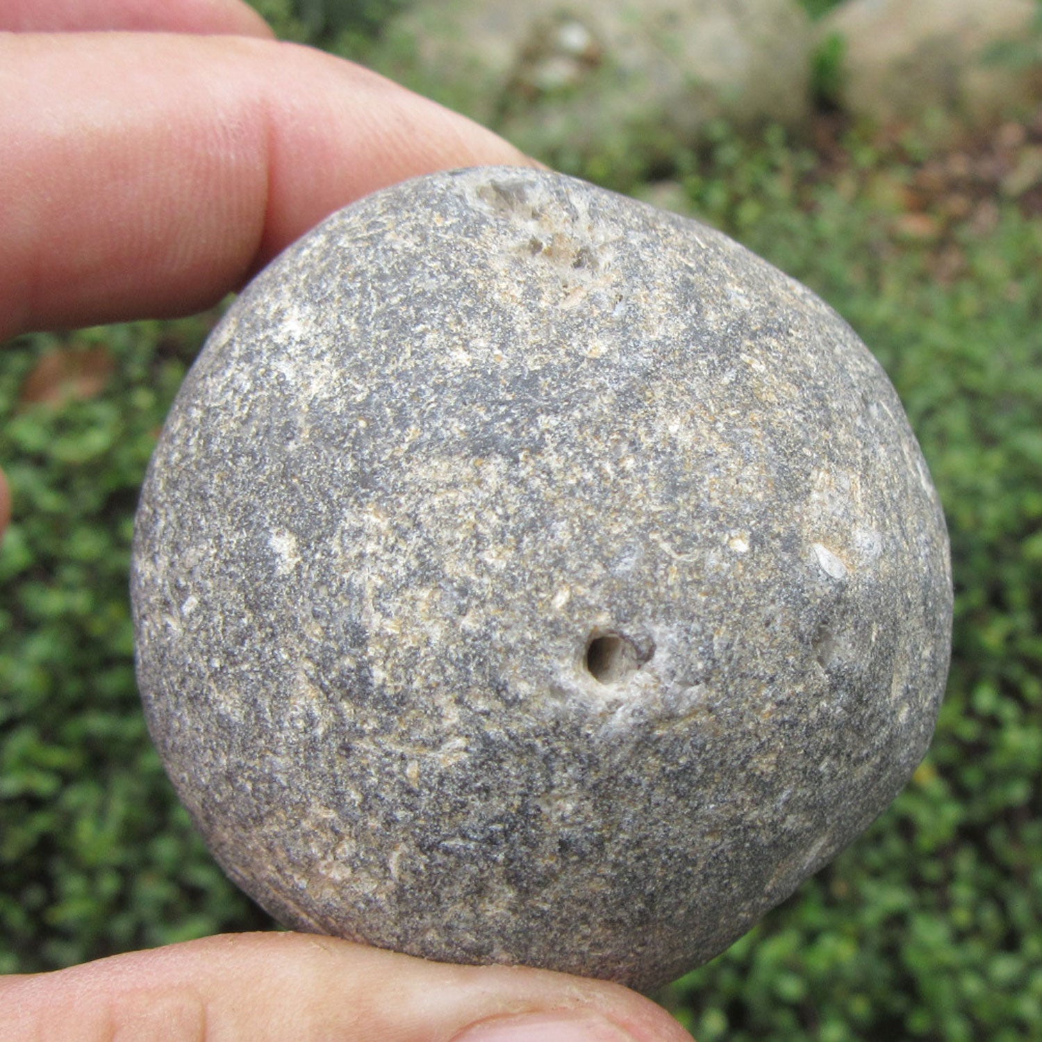 Klapperstein Plinthosella squamosa, 70 Mio. Jahre alt