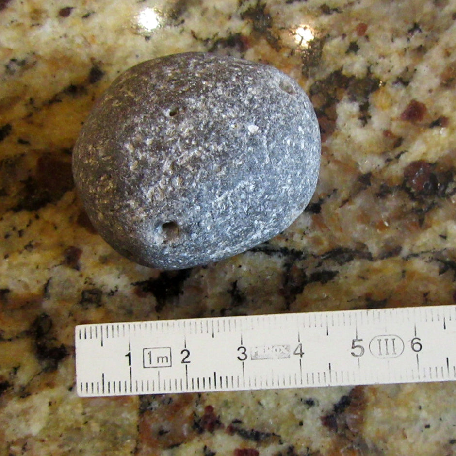 Klapperstein Plinthosella squamosa – Einzigartiges Fossil