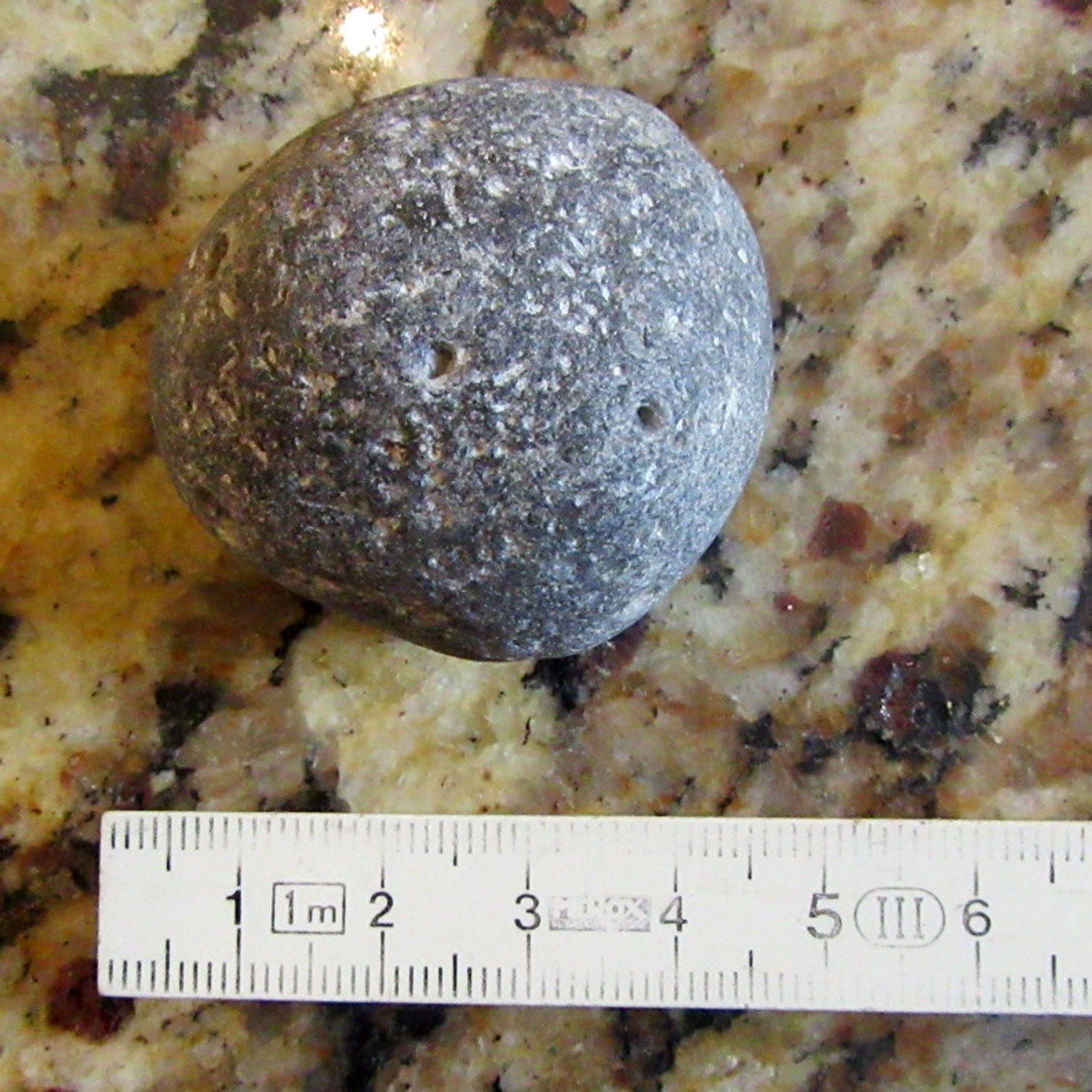 Klapperstein Plinthosella squamosa – Einzigartiges Fossil