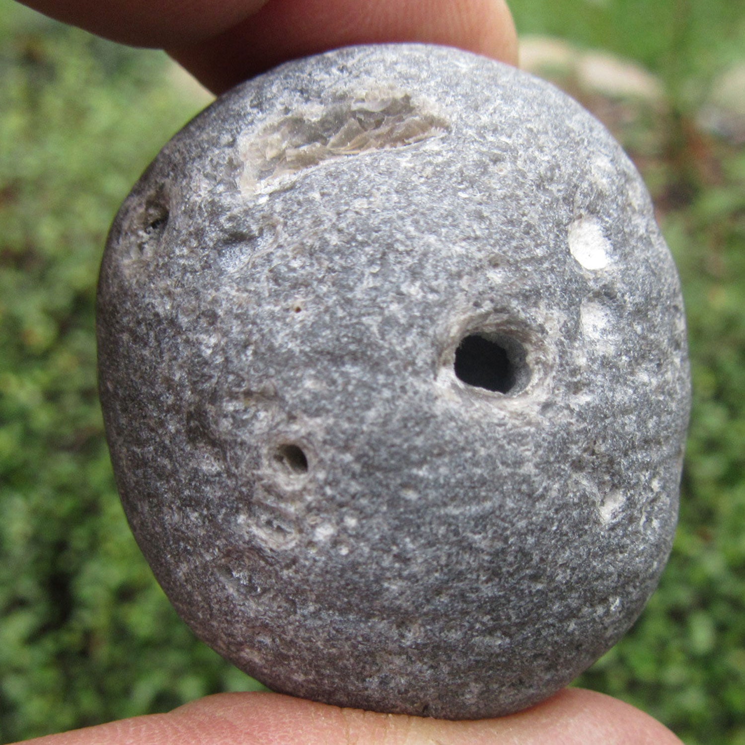 Klapperstein Kugelschwamm – Rasselstein von der Ostsee