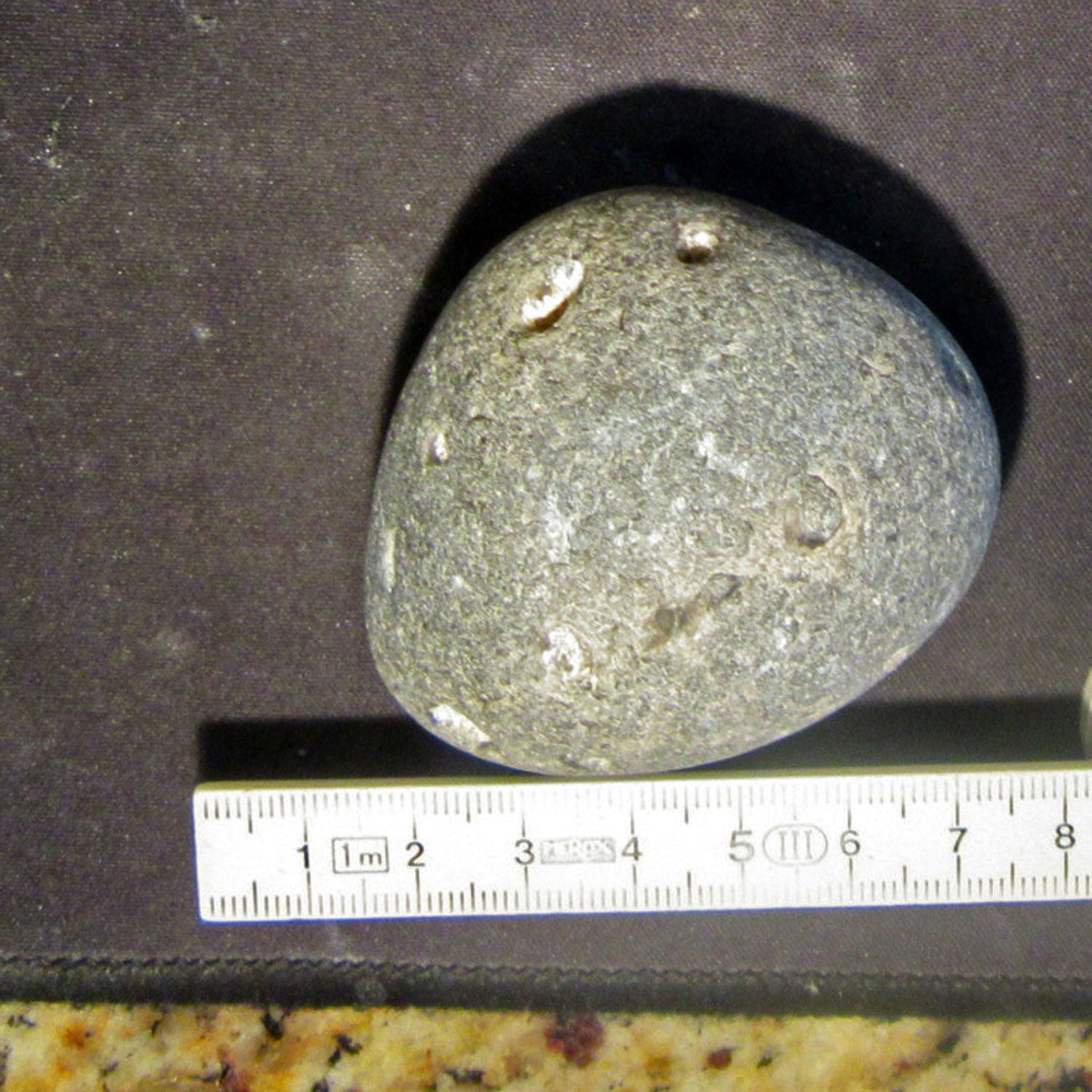 Schöner Klapperstein Kugelschwamm Plinthosella squamosa