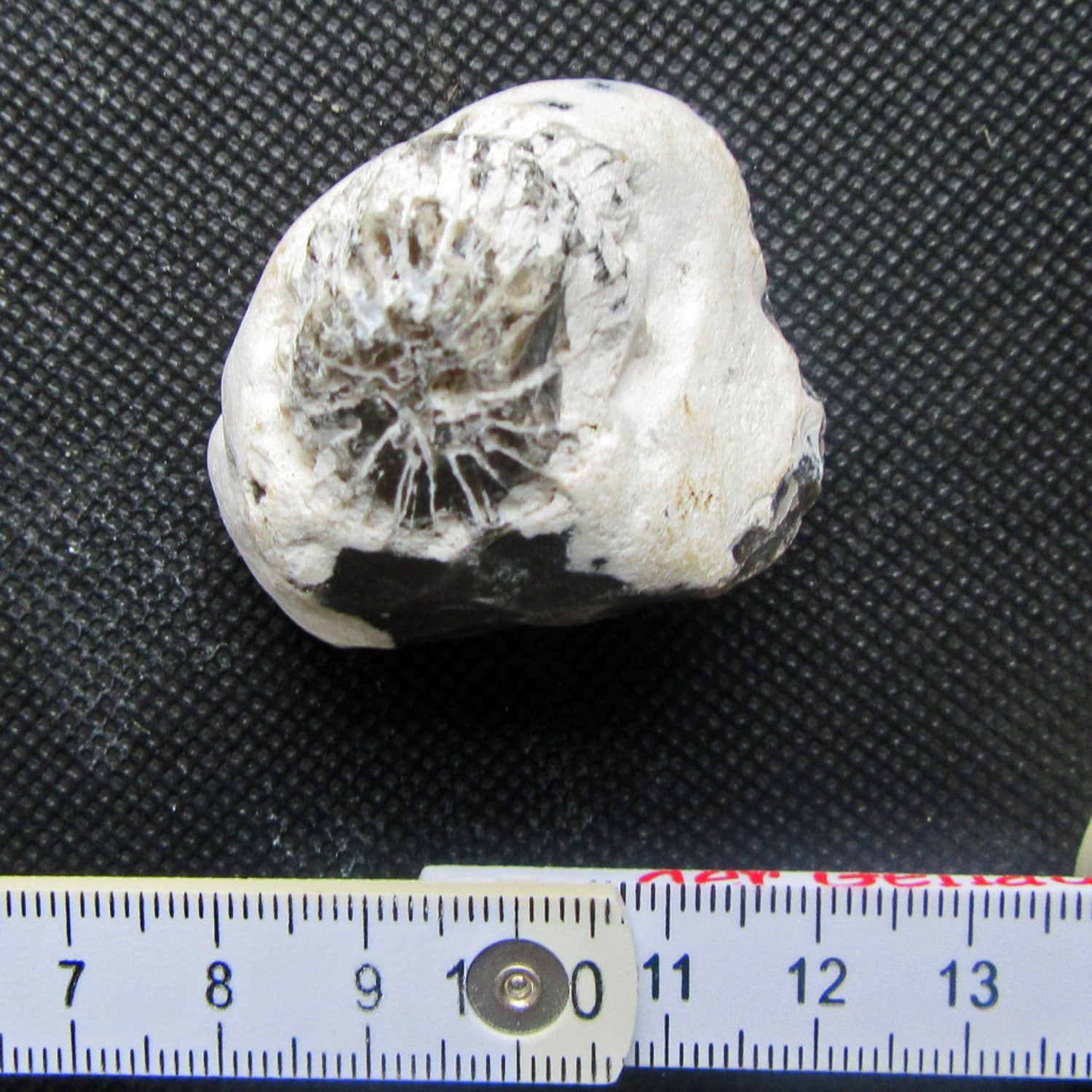 Versteinerte Einzelkoralle in Feuerstein von Rügen