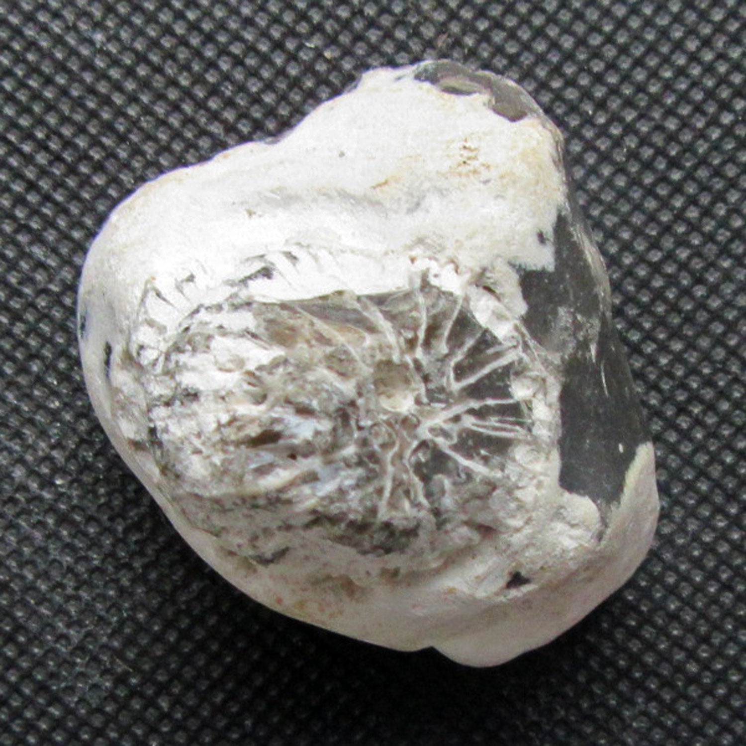 Versteinerte Einzelkoralle in Feuerstein von Rügen