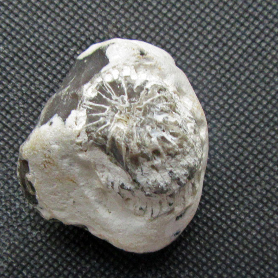 Versteinerte Einzelkoralle in Feuerstein von Rügen