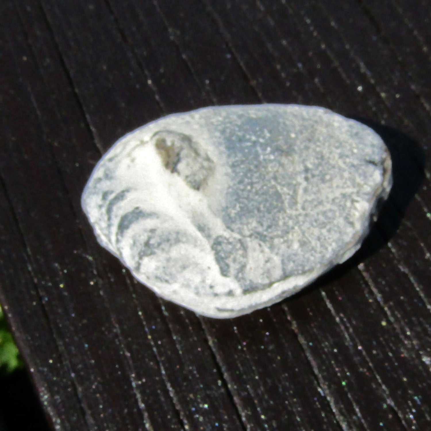 Krebsgang-Abdruck im Feuerstein, 70 Millionen Jahre alt