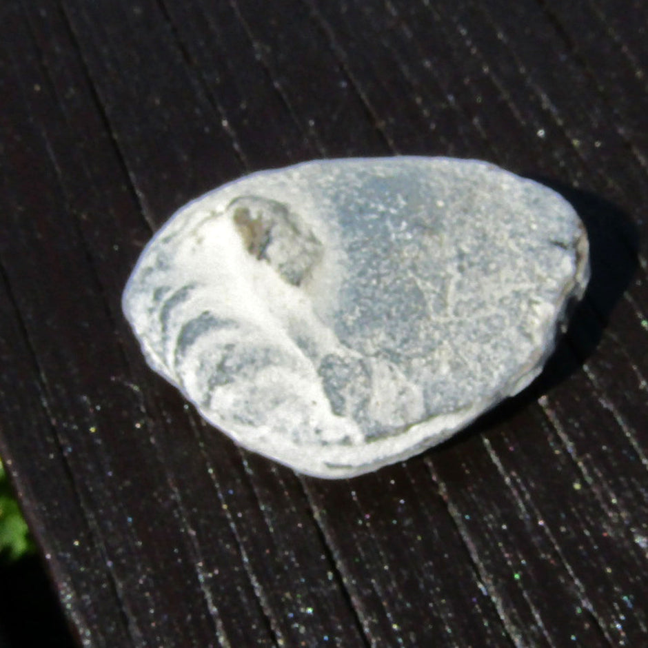 Krebsgang-Abdruck im Feuerstein, 70 Millionen Jahre alt