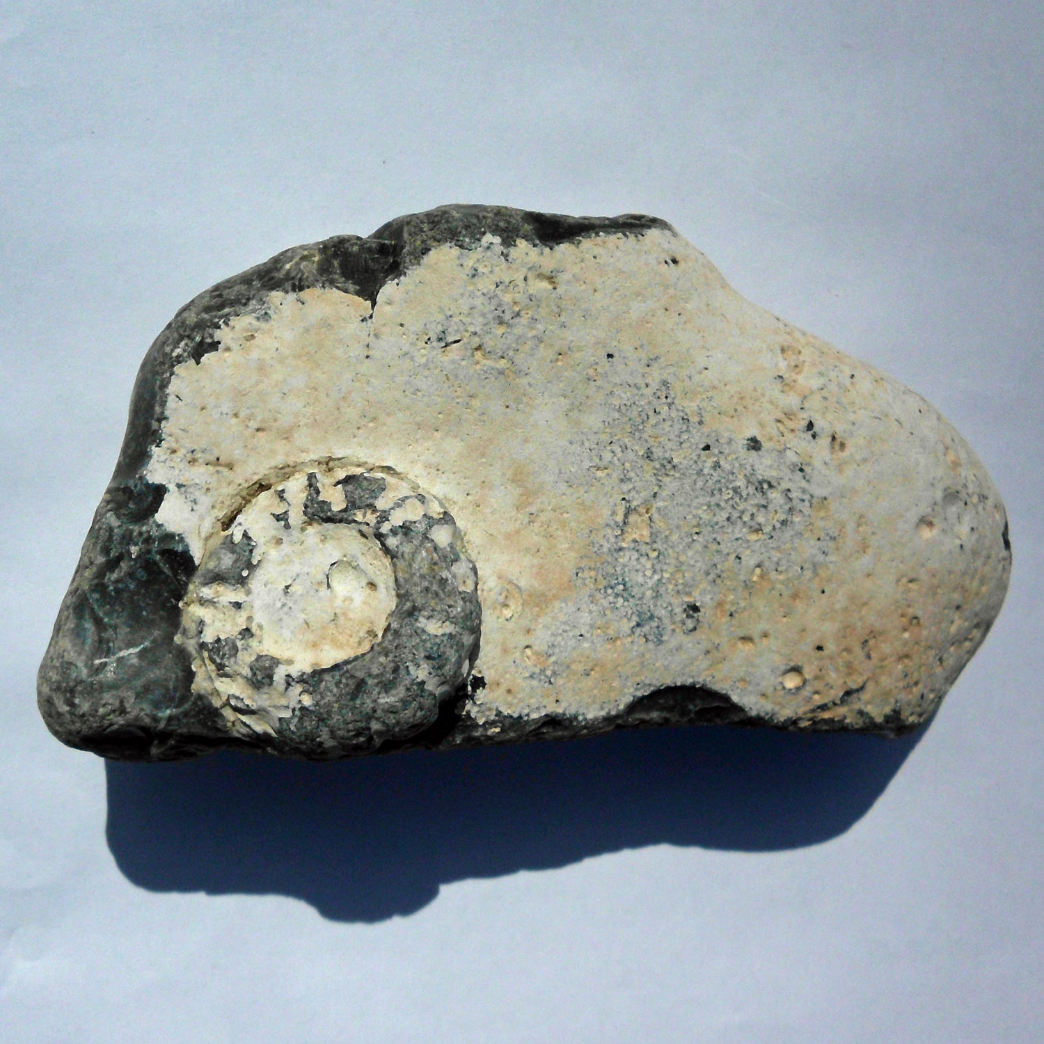 Versteinerter Seeigel im Feuerstein – 70 Millionen Jahre alt