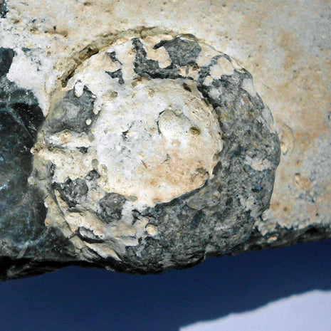 Versteinerter Seeigel im Feuerstein – 70 Millionen Jahre alt