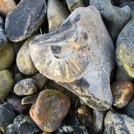 Versteinertes Seeigelstück von der Insel Rügen, 70 Mio. Jahre