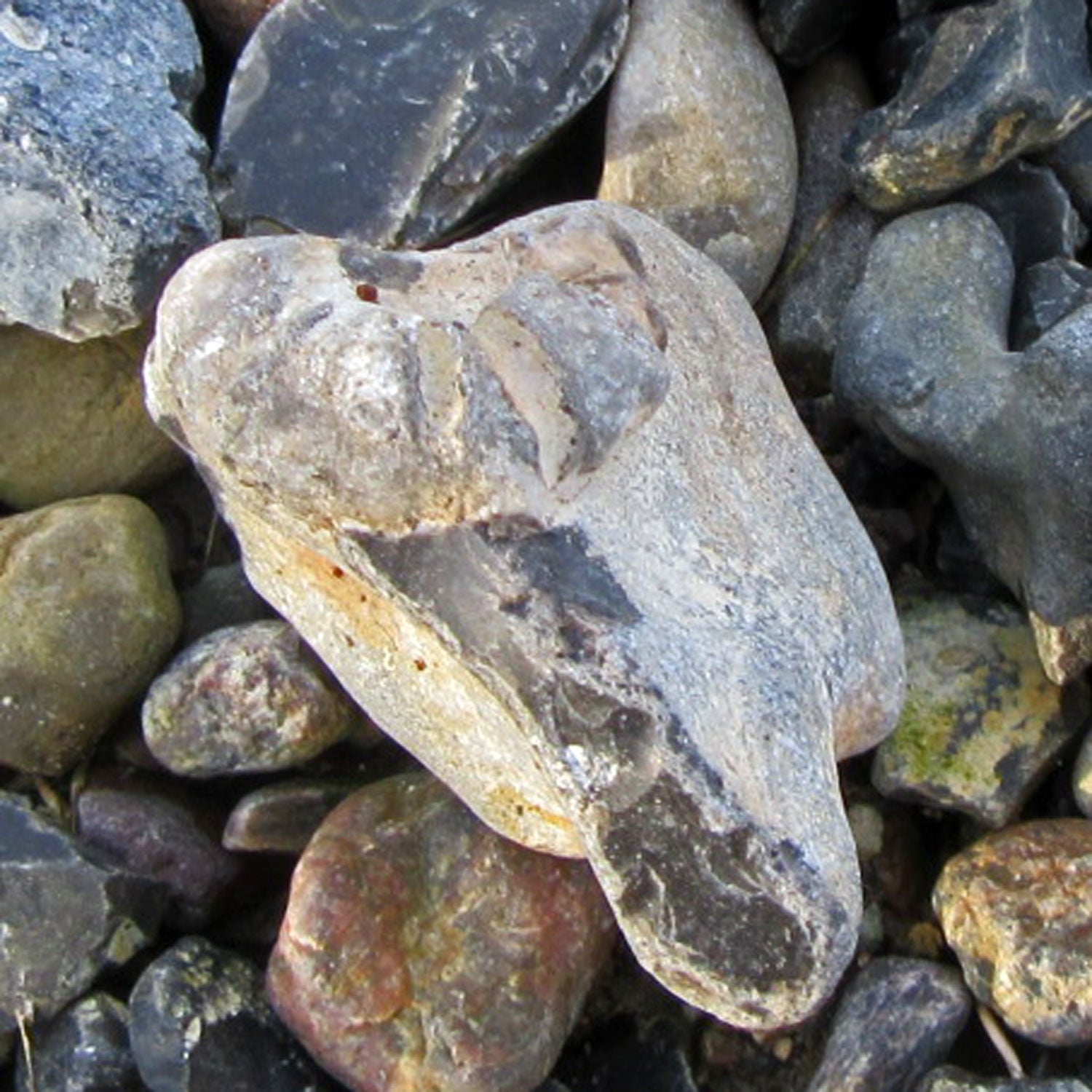 Versteinertes Seeigelstück von der Insel Rügen, 70 Mio. Jahre