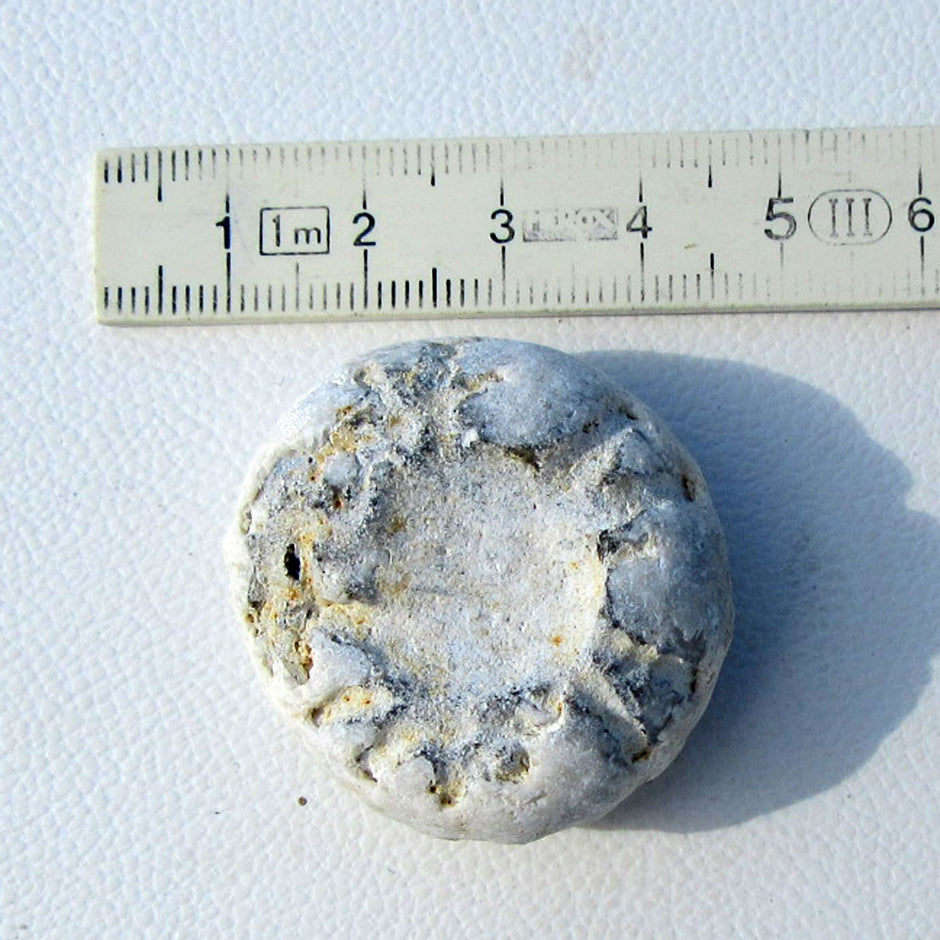 Seltener Turbanseeigel von der Ostsee-Insel Rügen