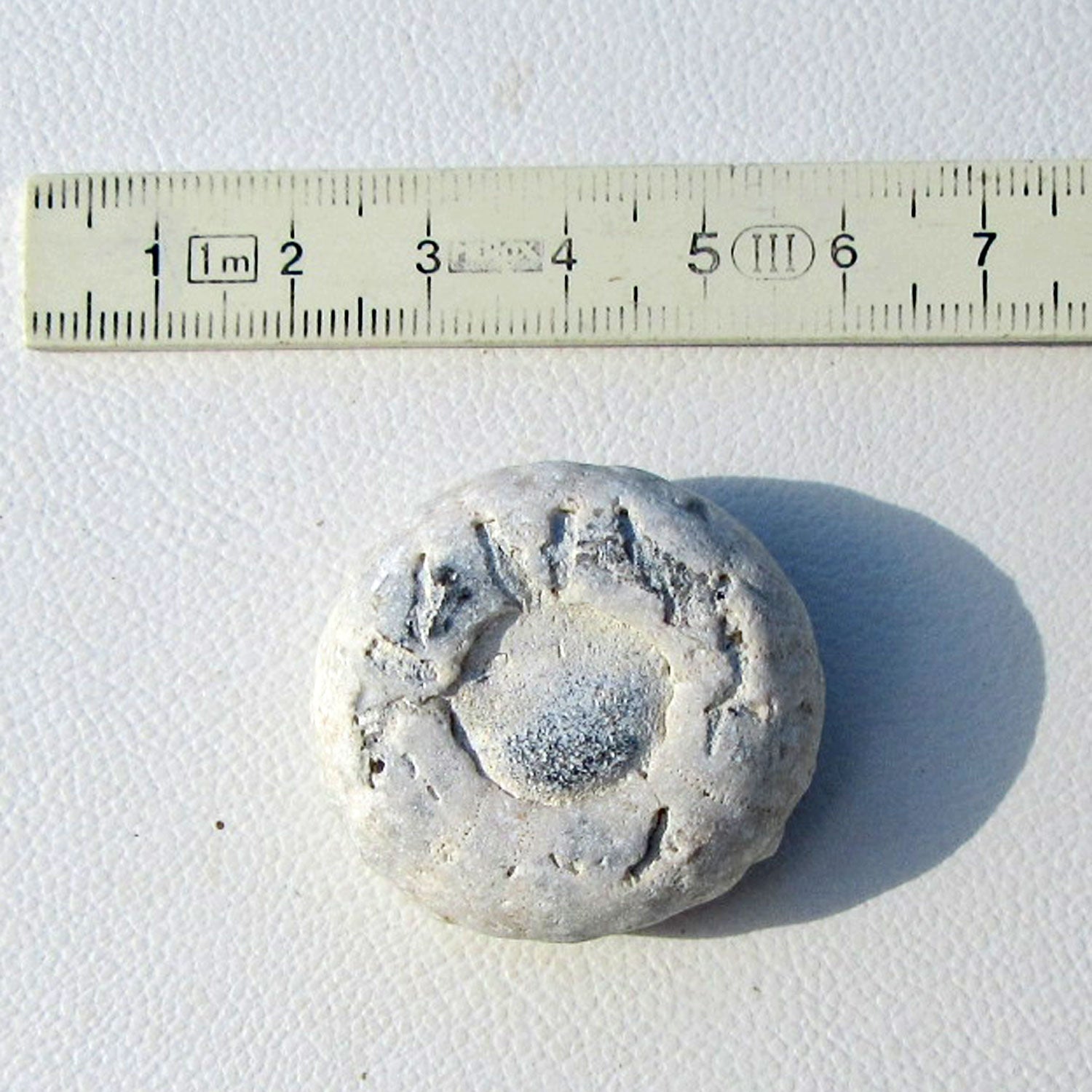 Seltener Turbanseeigel von der Ostsee-Insel Rügen