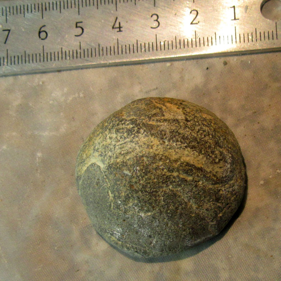 Halber Kugelschwamm Plinthosella squamosa, Einzelstück