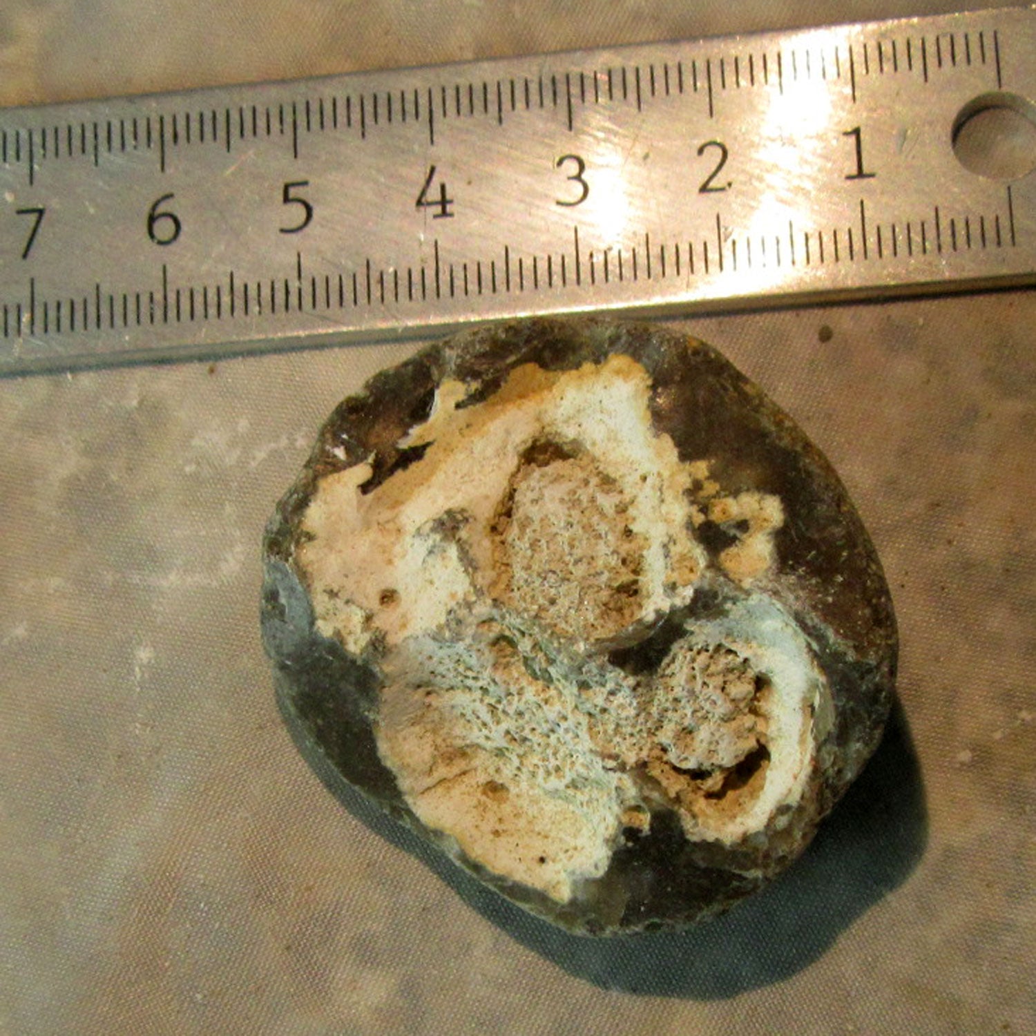 Halber Kugelschwamm Plinthosella squamosa, Einzelstück