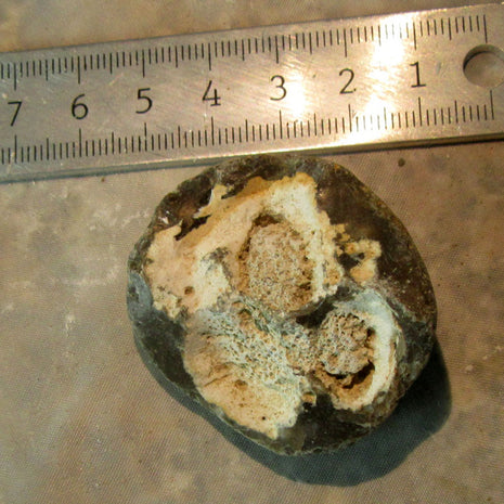 Halber Kugelschwamm Plinthosella squamosa, Einzelstück