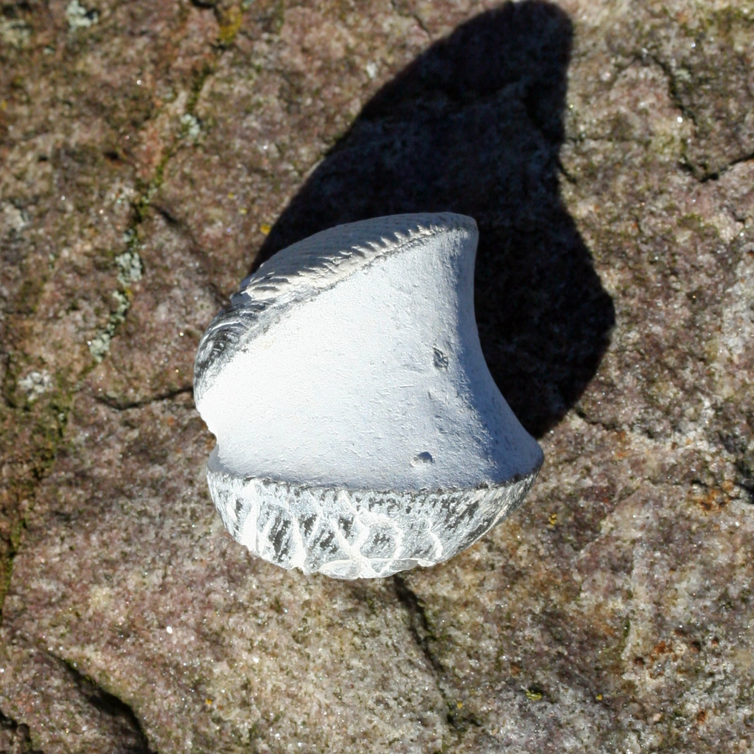 Fossile Muschelhälften aus Rügener Kreide, 70 Mio. Jahre alt