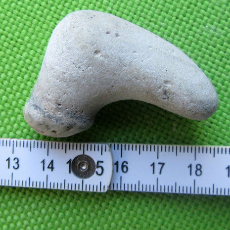 Muschelabdruck Neithea sexcostata auf Feuerstein