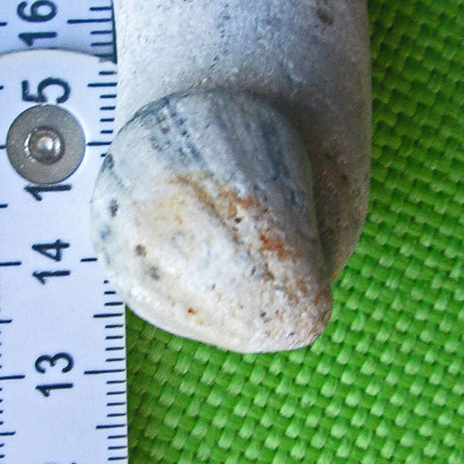 Muschelabdruck Neithea sexcostata auf Feuerstein