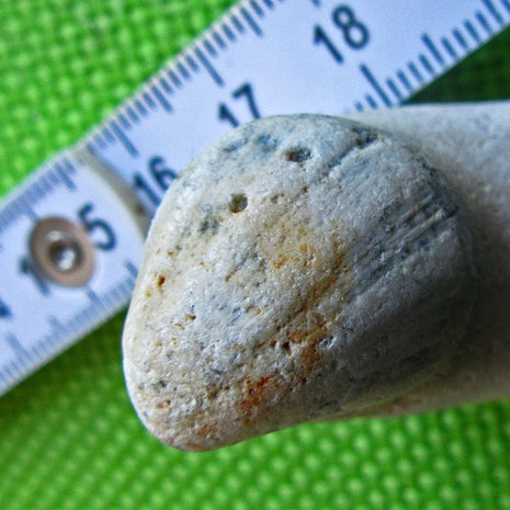 Muschelabdruck Neithea sexcostata auf Feuerstein