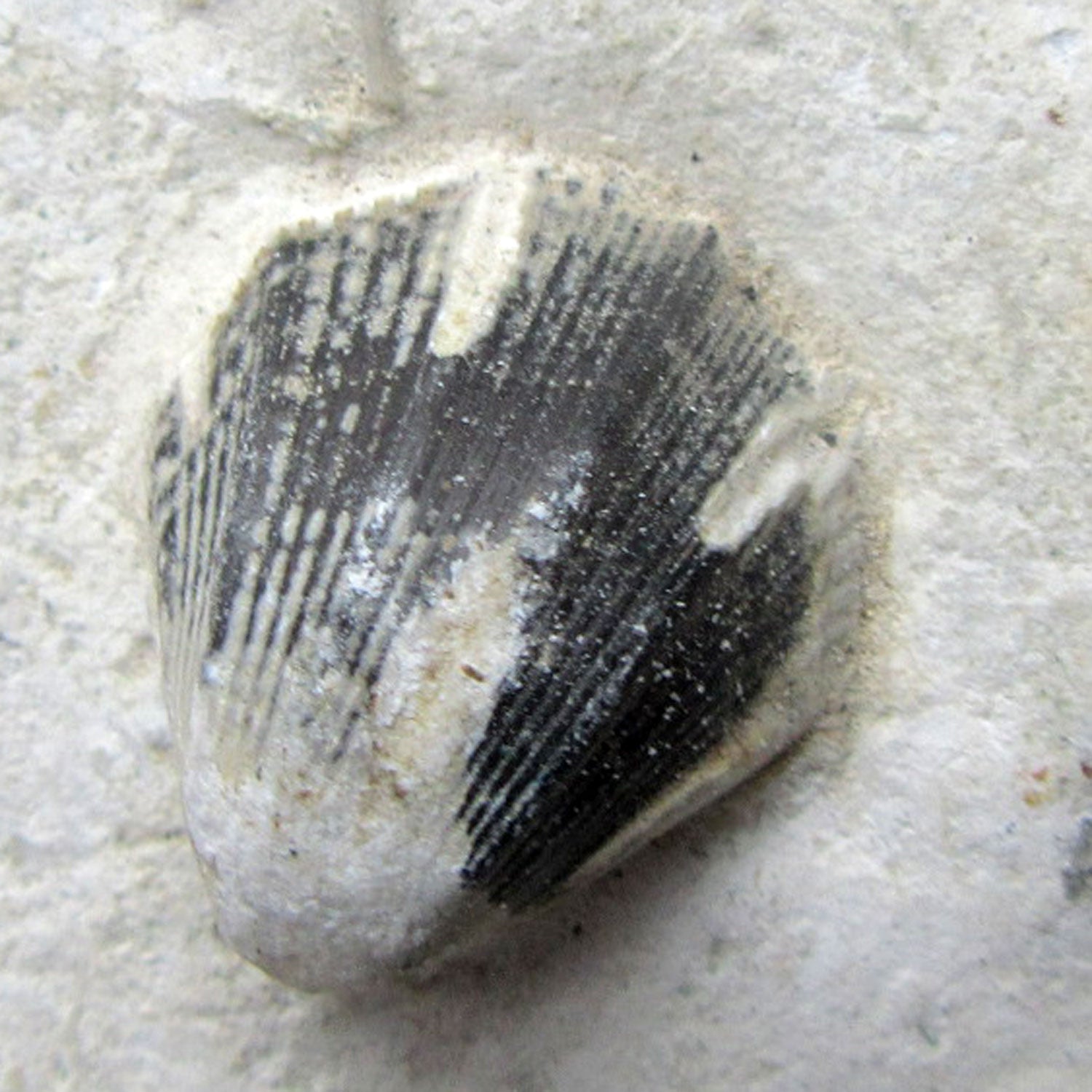 Versteinerte Muschel im Feuerstein, Unikat von Rügen