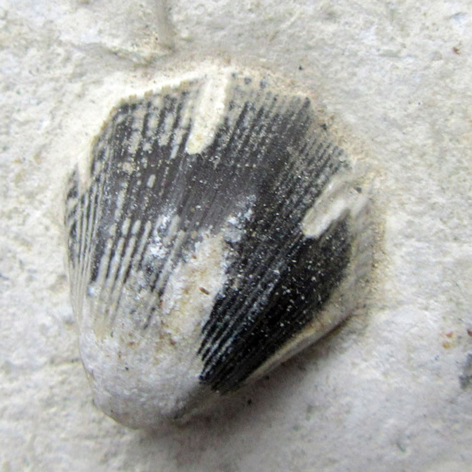 Versteinerte Muschel im Feuerstein, Unikat von Rügen