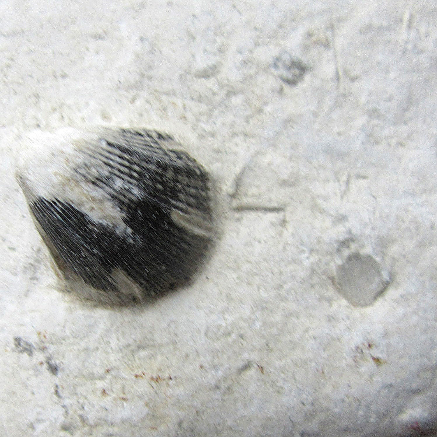 Versteinerte Muschel im Feuerstein, Unikat von Rügen