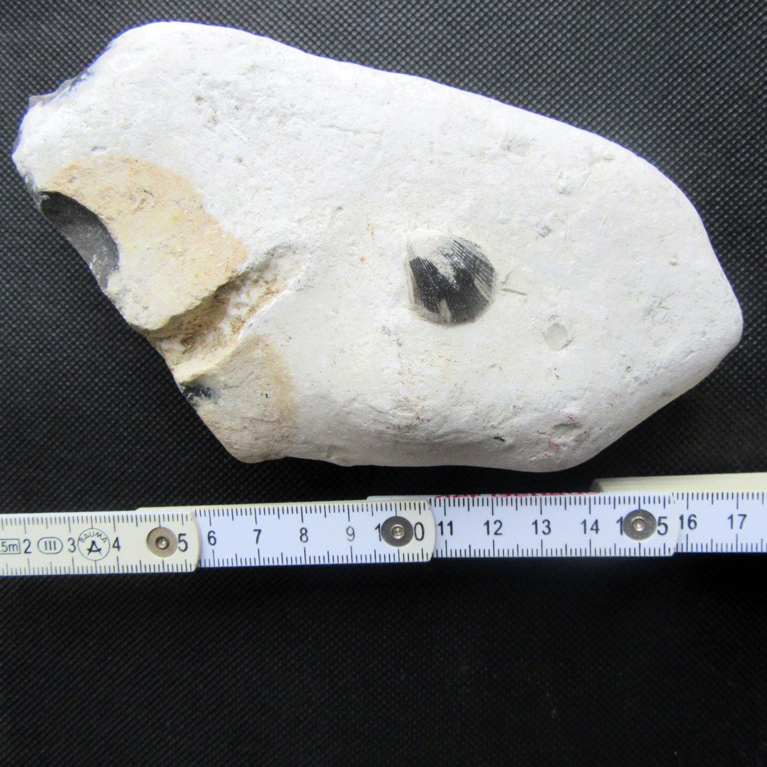 Versteinerte Muschel im Feuerstein, Unikat von Rügen