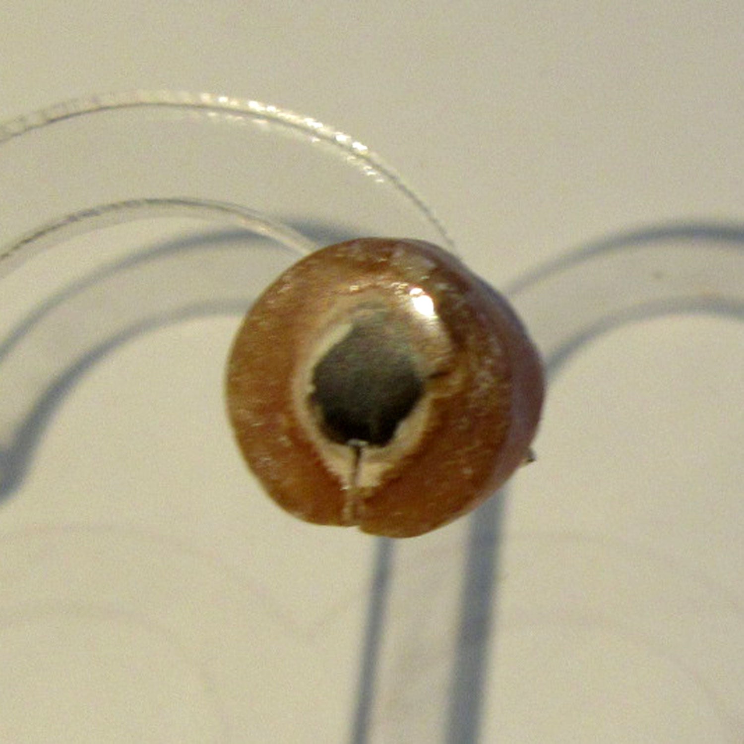 Ohrstecker aus Donnerkeilscheibe mit Feuersteinkern