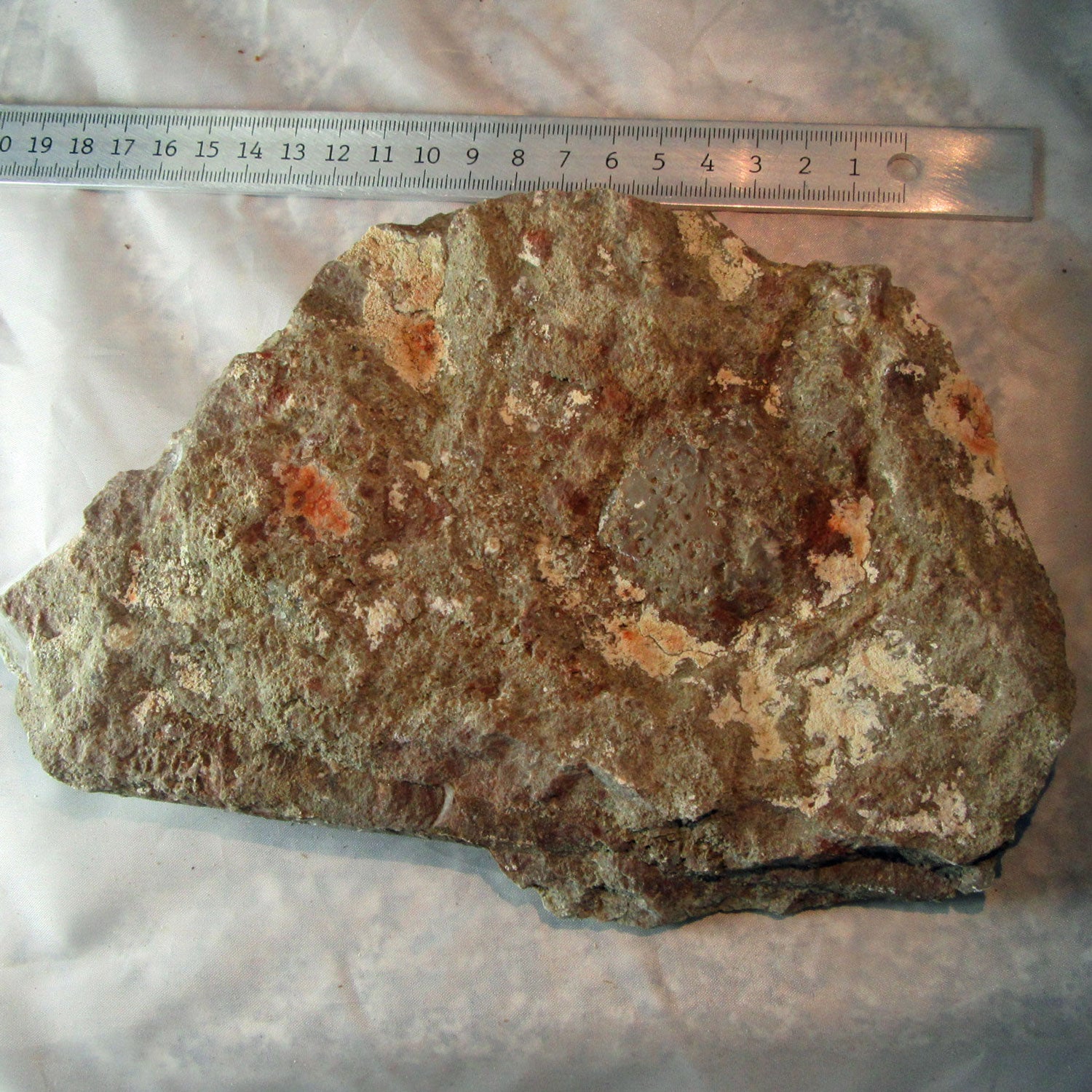 Rötliches Orthoceras Geradhorn im Kalkgestein, Unikat