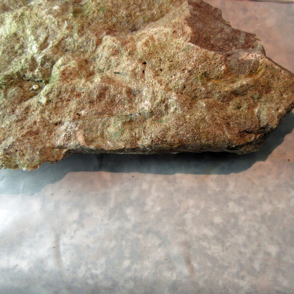 Rötliches Orthoceras Geradhorn im Kalkgestein, Unikat