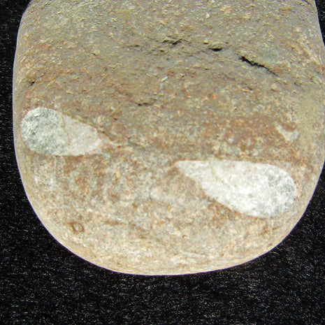 Orthoceras Fossil in bräunlichem Kalkgestein, Unikat