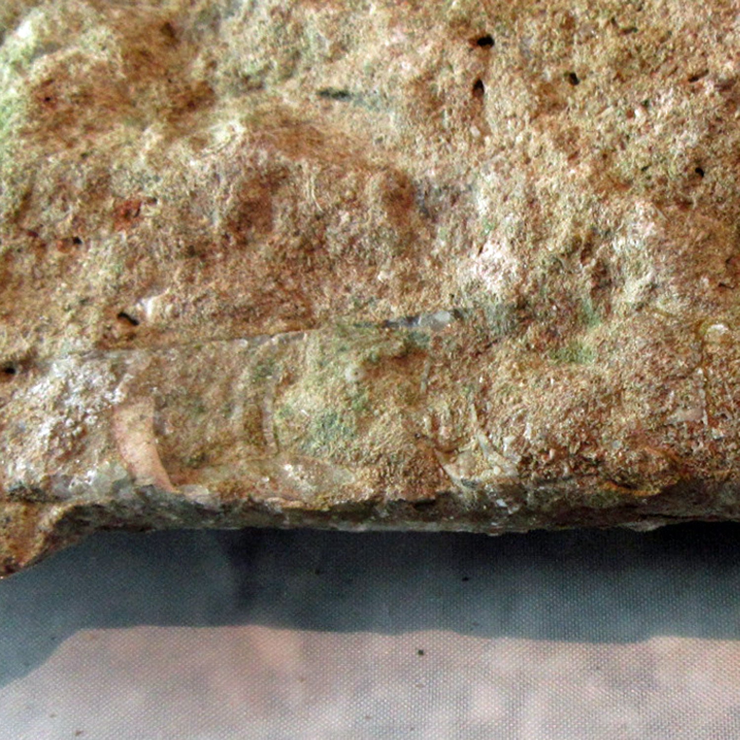 Rötliches Orthoceras Geradhorn im Kalkgestein, Unikat