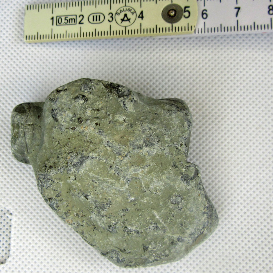 Orthoceras Fossil im Rügener Stein – Unikat