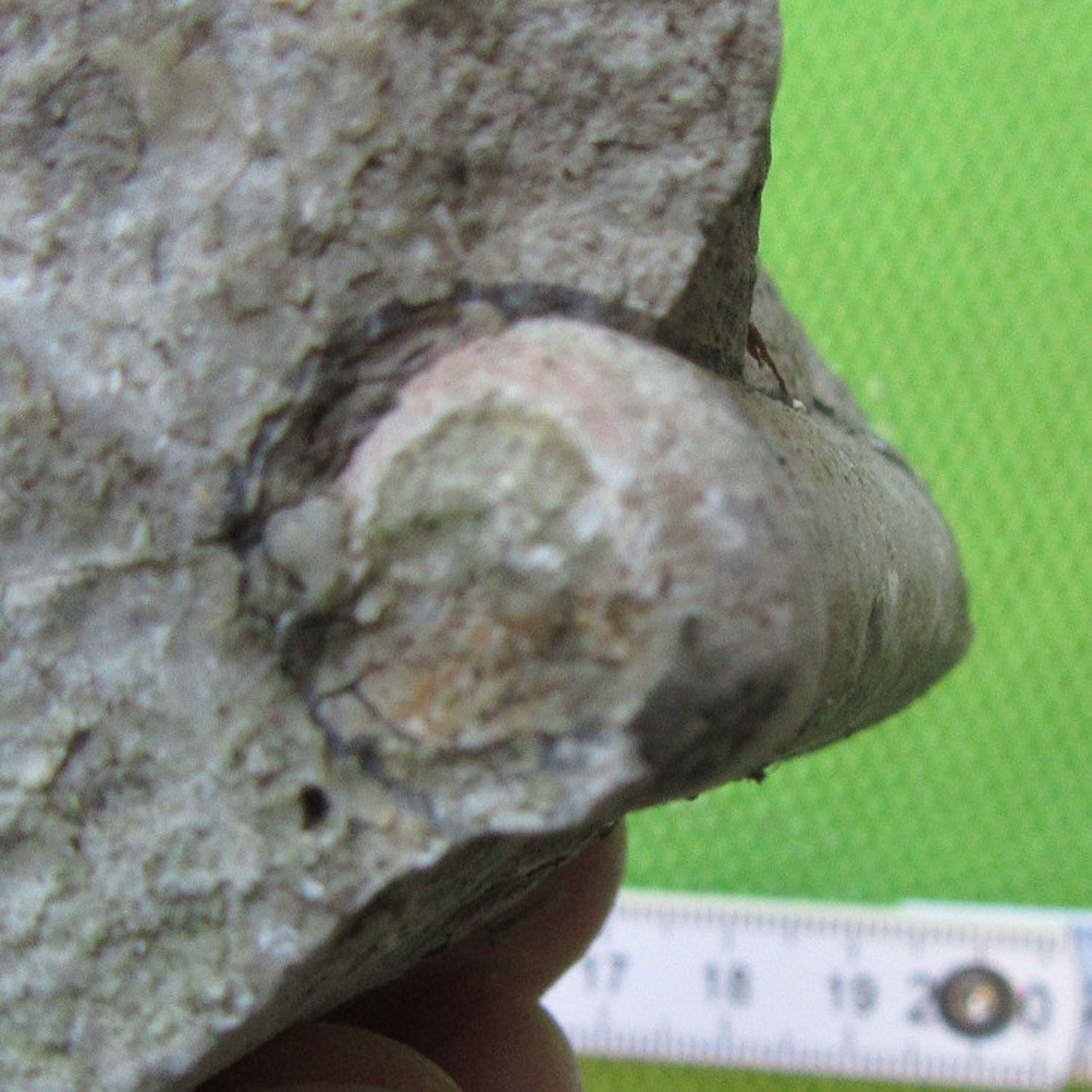 Orthoceras Fossil auf grauem Kalkstein, Einzelstück