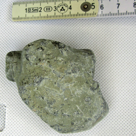 Orthoceras Fossil im Rügener Stein – Unikat