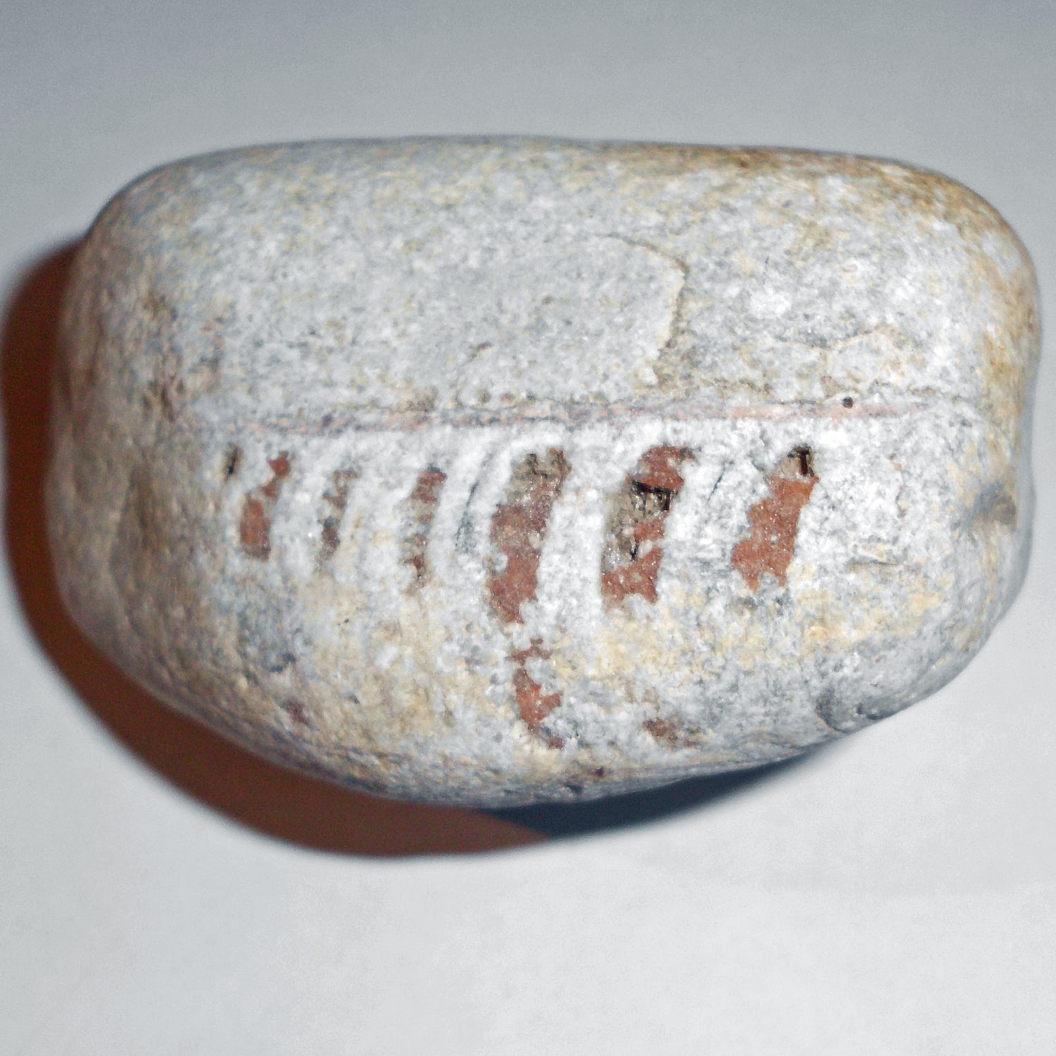 Unikat Graurötlicher Orthoceras Geradhorn aus Rügen