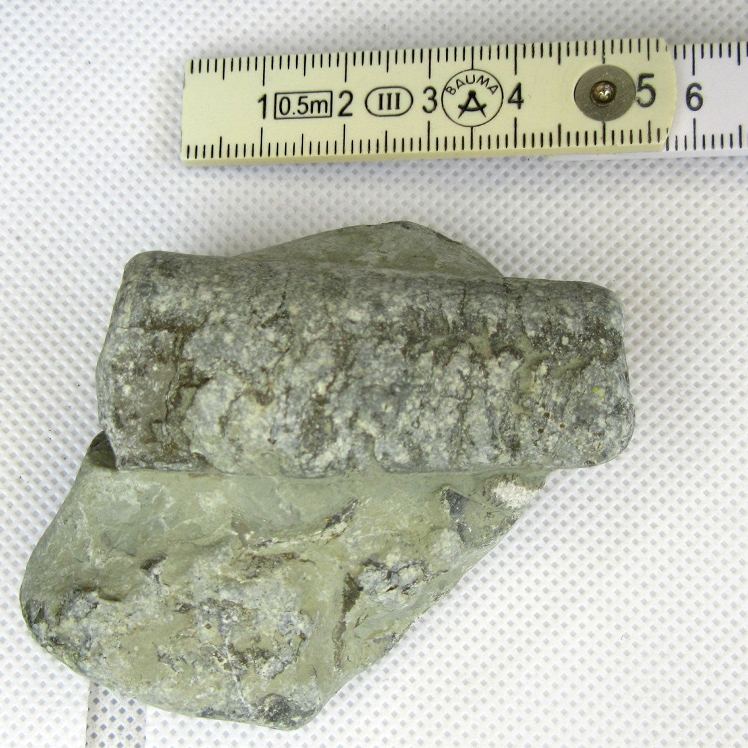 Orthoceras Fossil im Rügener Stein – Unikat