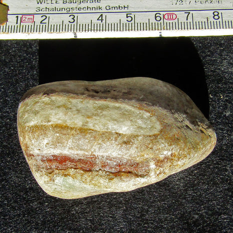 Orthoceras Geradhorn im rötlichen Kalkgestein, Unikat