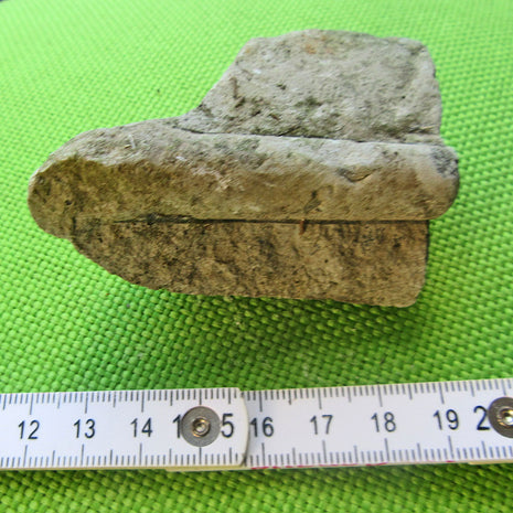 Orthoceras Fossil auf grauem Kalkstein, Einzelstück