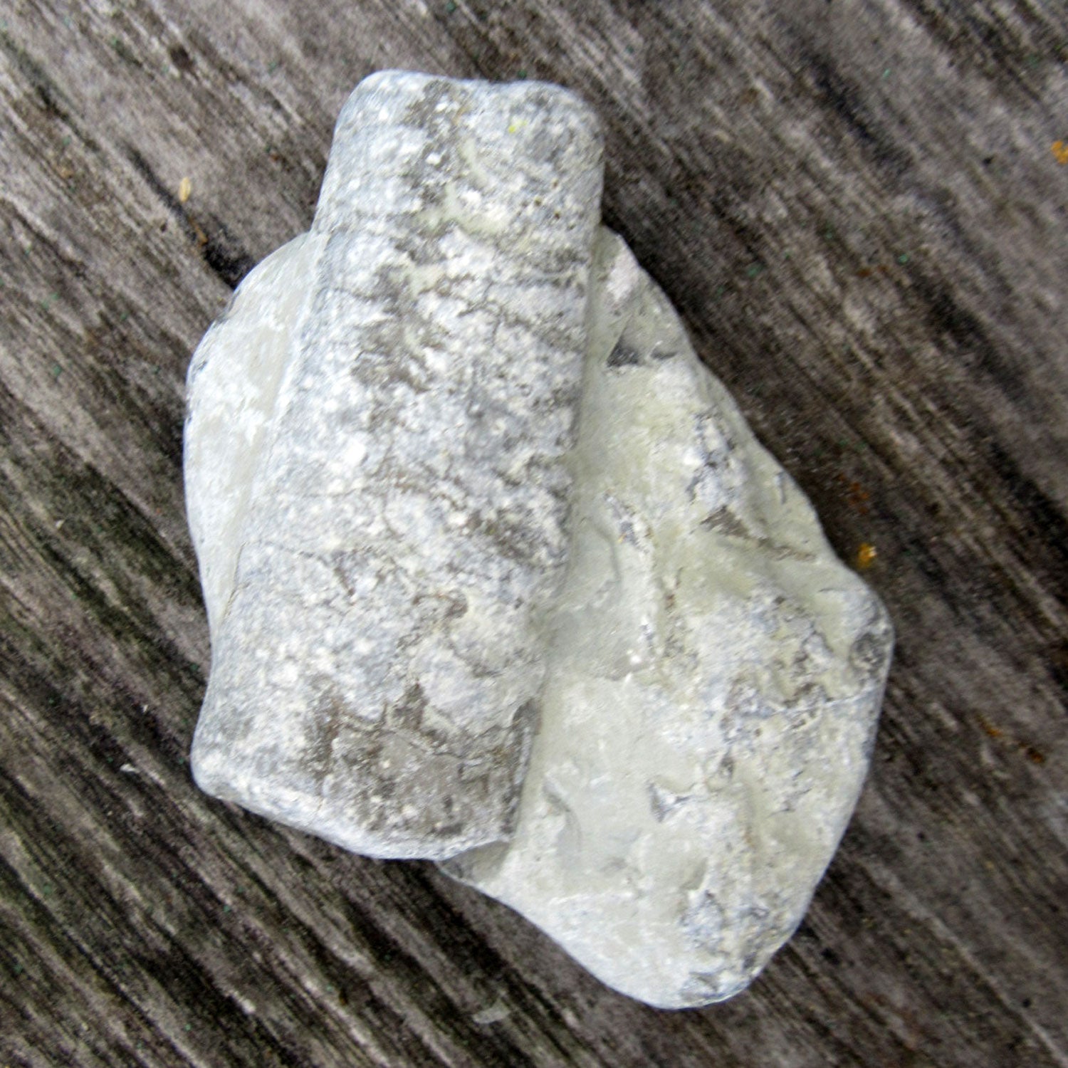 Orthoceras Fossil im Rügener Stein – Unikat