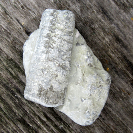 Orthoceras Fossil im Rügener Stein – Unikat