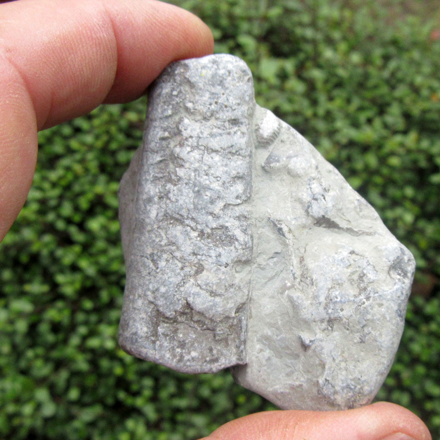 Orthoceras Fossil im Rügener Stein – Unikat