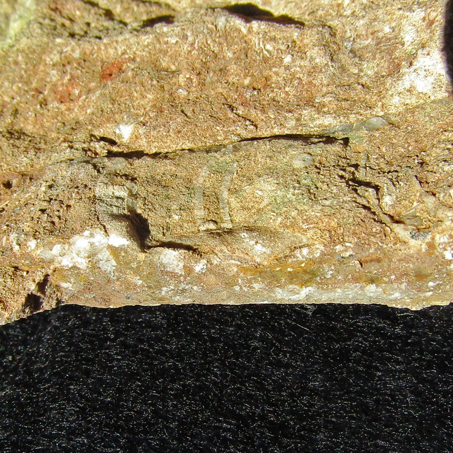 Orthoceras Geradhorn im rötlichen Kalkstein, Unikat