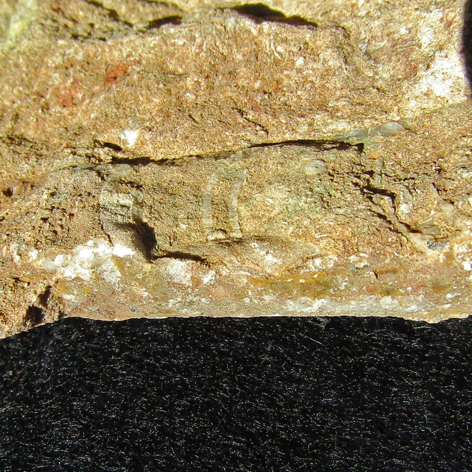 Orthoceras Geradhorn im rötlichen Kalkstein, Unikat