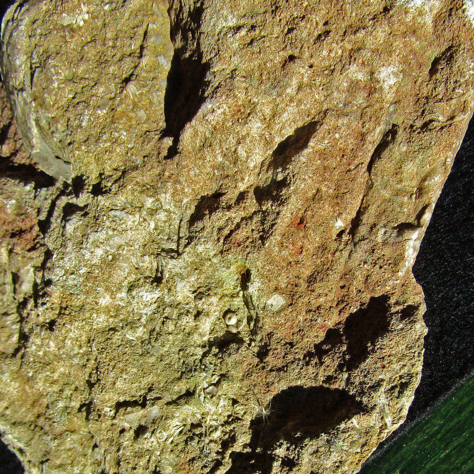 Orthoceras Geradhorn im rötlichen Kalkstein, Unikat