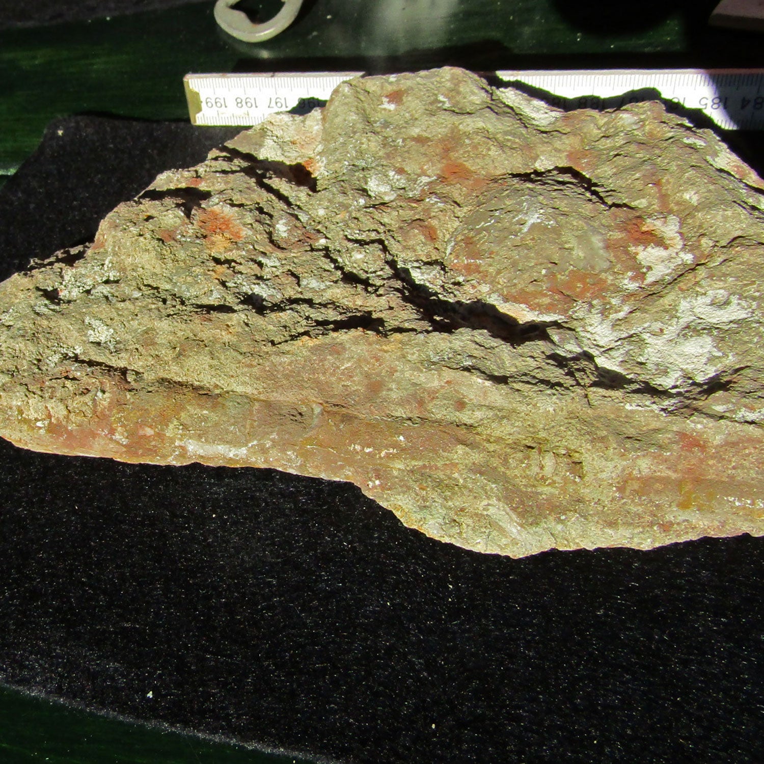 Orthoceras Geradhorn im rötlichen Kalkstein, Unikat