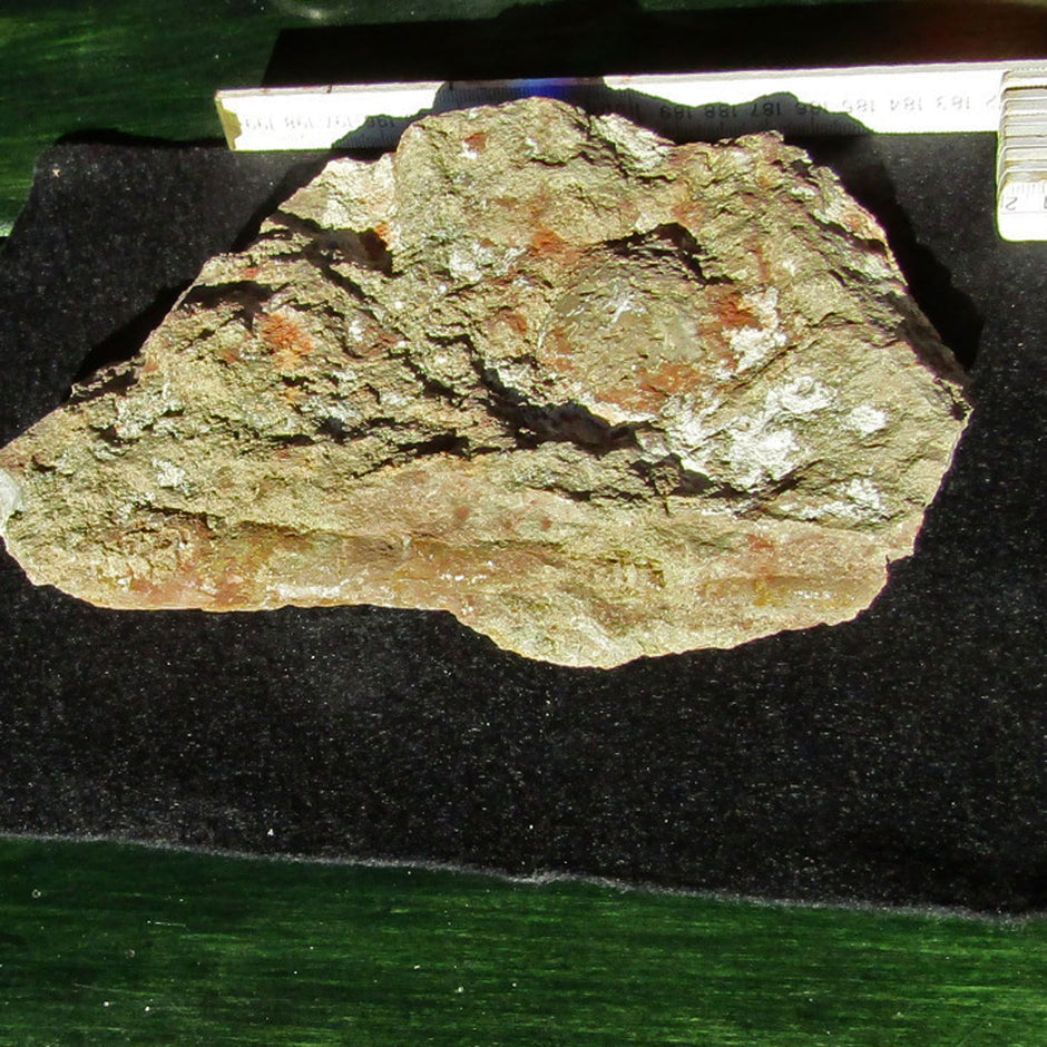 Orthoceras Geradhorn im rötlichen Kalkstein, Unikat